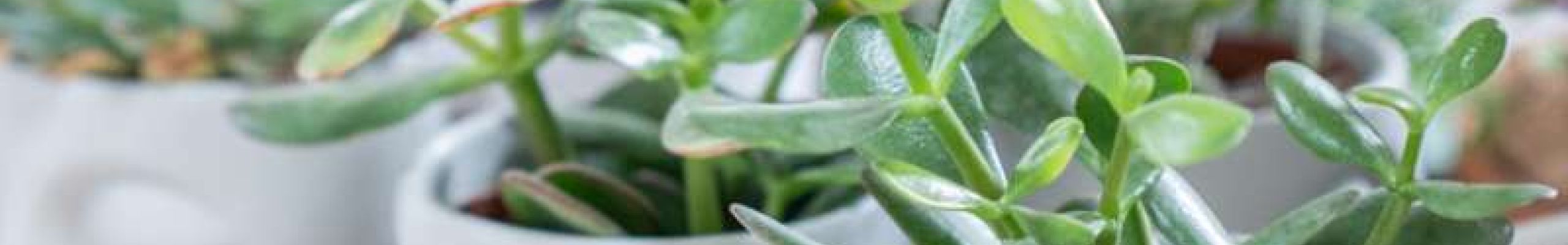 Κέντρο κήπου «ΓΑΙΑ»: Ο παράδεισος των φυτών