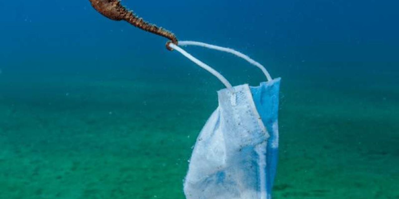 Ocean Photography Awards: Ο ιππόκαμπος με τη μάσκα – Έλληνας φωτογράφος στους φιναλίστ!