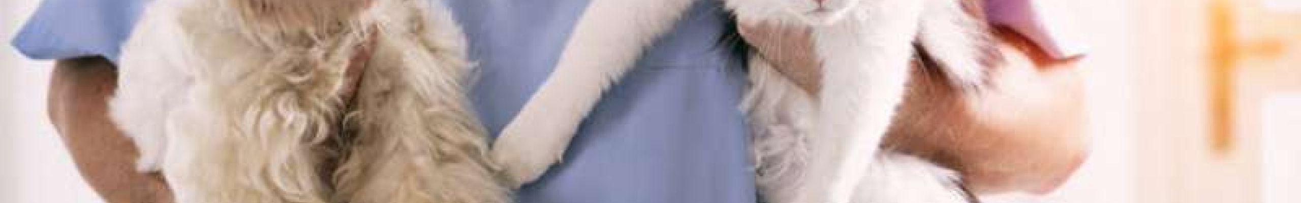 Κορονοϊός και κατοικίδια: Τι πρέπει να κάνουν οι ιδιοκτήτες, τι αλλάζει στα κτηνιατρεία