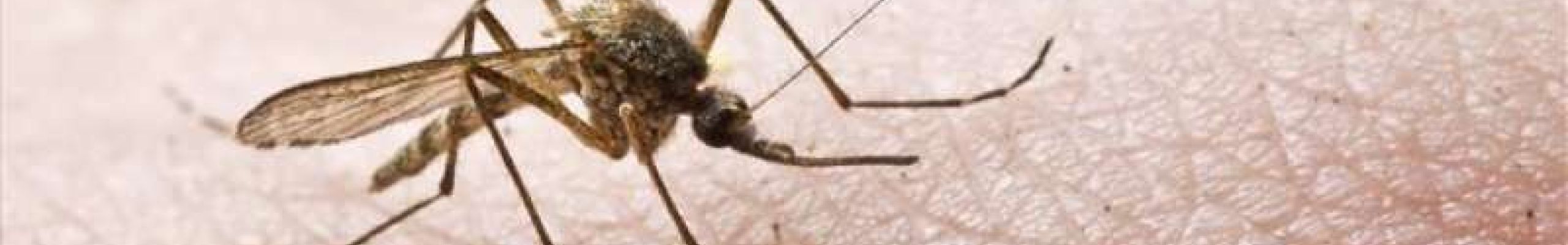 2ος κύκλος ψεκασμών για την καταπολέμηση των κουνουπιών