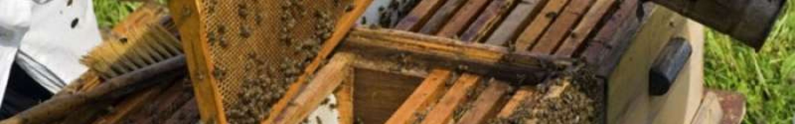 Υποβολή αιτήσεων- Δηλώσεων Κυψελών Διαχείμασης