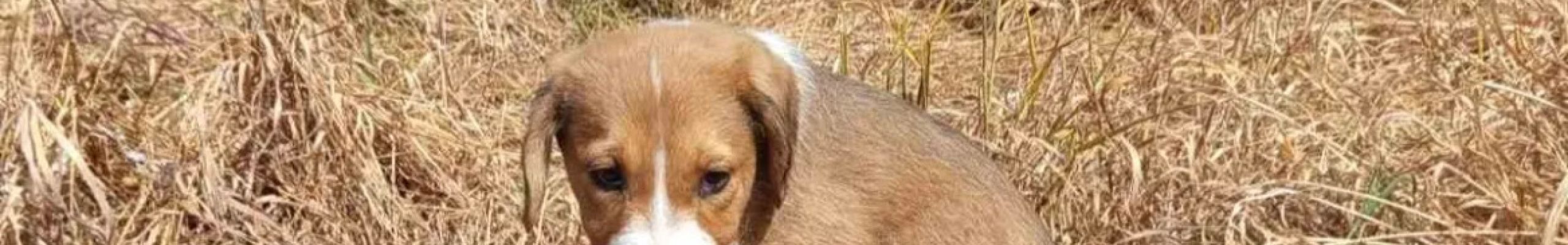 Η μικρή Λέξι βρέθηκε στην ερημιά και διασώθηκε – Ζει σε καταφύγιο και ψάχνει ένα σπίτι να φύγει από εκεί