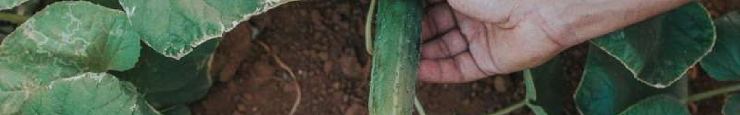 8 μυστικά για την καλλιέργεια του αγγουριού (+video)