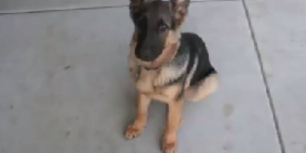 Το σκυλάκι που μεγαλώνει σε 40 δευτερόλεπτα (βίντεο)
