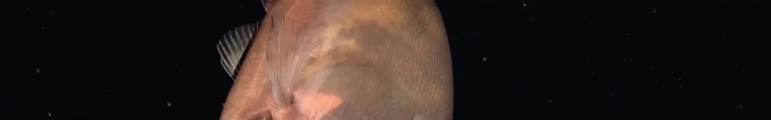 Επιστήμονες κατέγραψαν ψάρι βαθέων υδάτων να έχει καταπιεί θήραμα μεγαλύτερο από το ίδιο