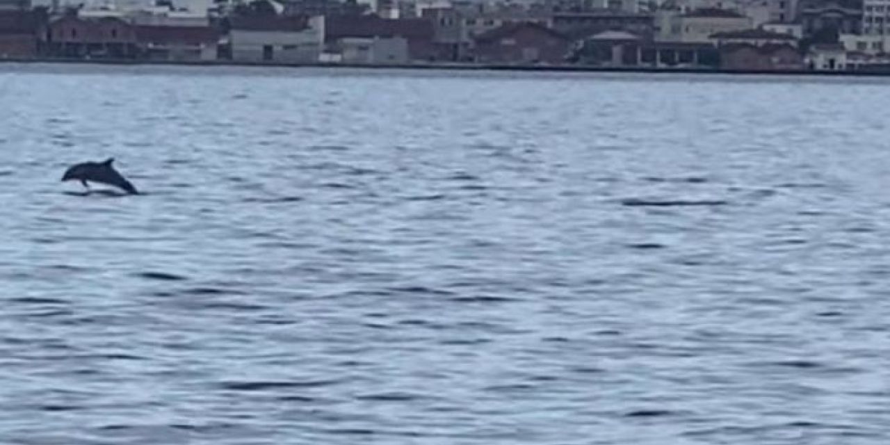 Θεσσαλονίκη: Πρωινή επίσκεψη από δελφίνια στον Θερμαϊκό