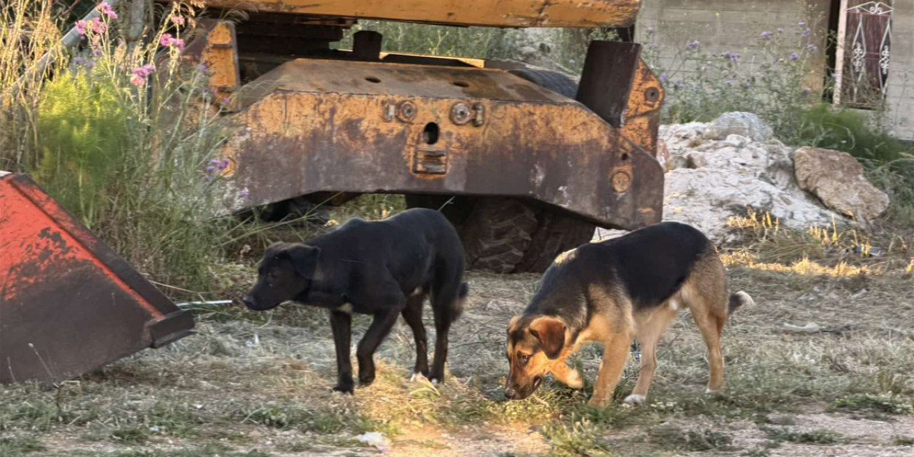 Ανησυχία για δύο αδέσποτα σκυλιά σε περιοχές της Κεφαλονιάς