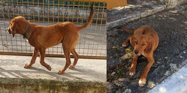 Δήμος Σάμης: Αναζήτηση Ιδιοκτήτη κουταβιού