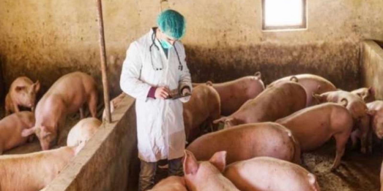 Εντατική επιτήρηση για την Αφρικανική Πανώλη των Χοίρων
