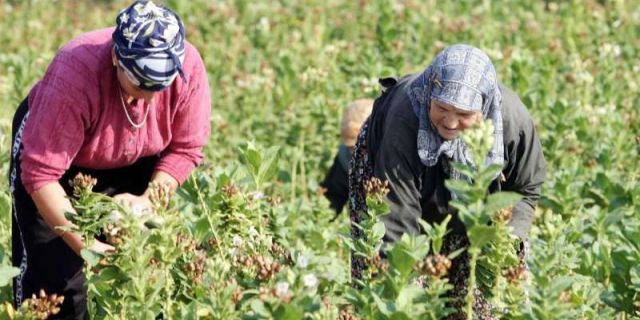 Πρόγραμμα παροχής χρηματικών βοηθημάτων σε τρίτεκνες και πολύτεκνες αγρότισσες μητέρες του ΛΑΕ ΟΠΟΚΑ/2019