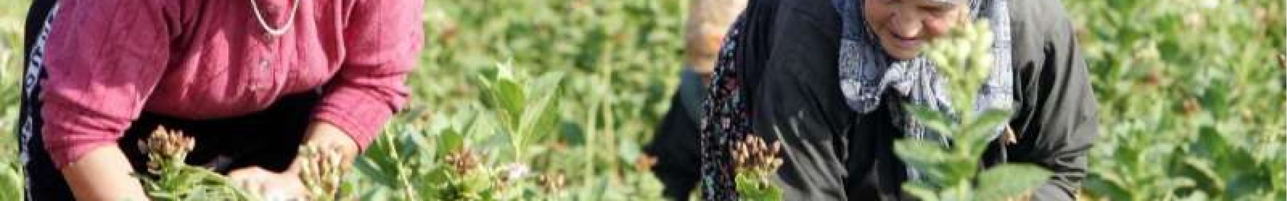 Πρόγραμμα παροχής χρηματικών βοηθημάτων σε τρίτεκνες και πολύτεκνες αγρότισσες μητέρες του ΛΑΕ ΟΠΟΚΑ/2019