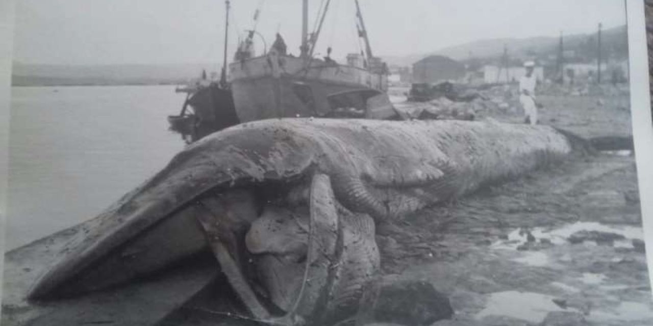 Νεκρή φάλαινα στο Αργοστόλι εν έτη 1958