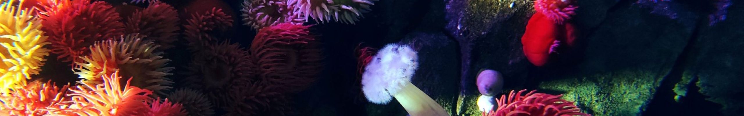 Επιστήμονες αναπαρήγαγαν απειλούμενα είδη κοραλλιών για την αποκατάσταση των υφάλων