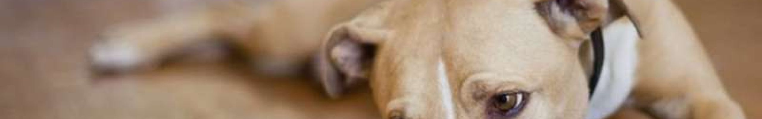 Πότε ένας σκύλος έχει κατάθλιψη; Οι λόγοι,τα συμπτώματα και η αντιμετώπιση