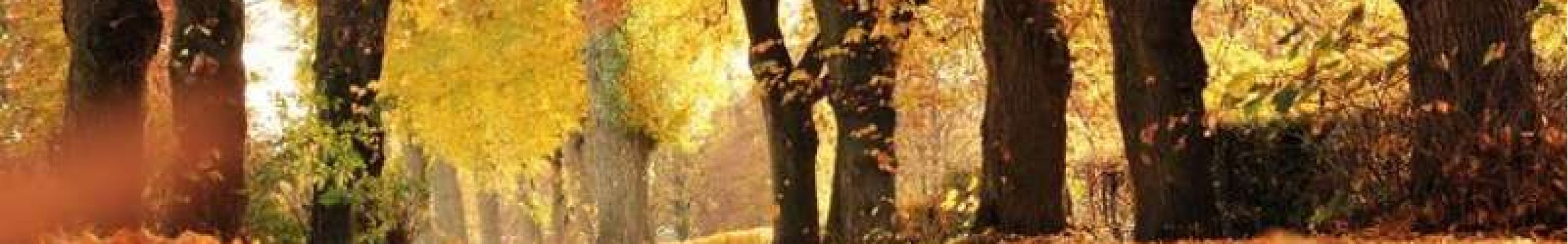 Φθινοπωρινή αλλεργία: Από τι προκαλείται και πώς αντιμετωπίζεται