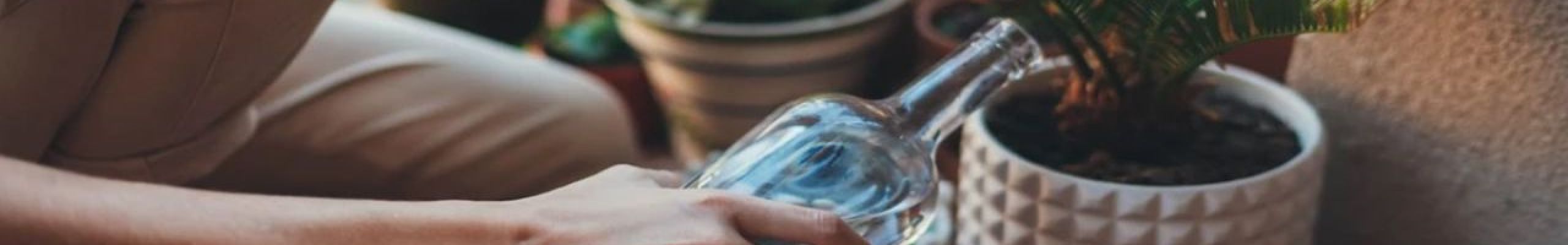 Πότισμα φυτών: Έχει σημασία η θερμοκρασία του νερού; Όσα πρέπει να γνωρίζετε