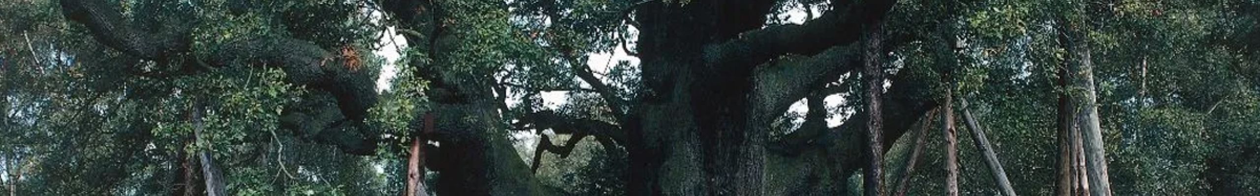 1.200 χρόνια ιστορίας: Πέθανε η θρυλική βελανιδιά του Ρομπέν των Δασών στο δάσος του Σέργουντ