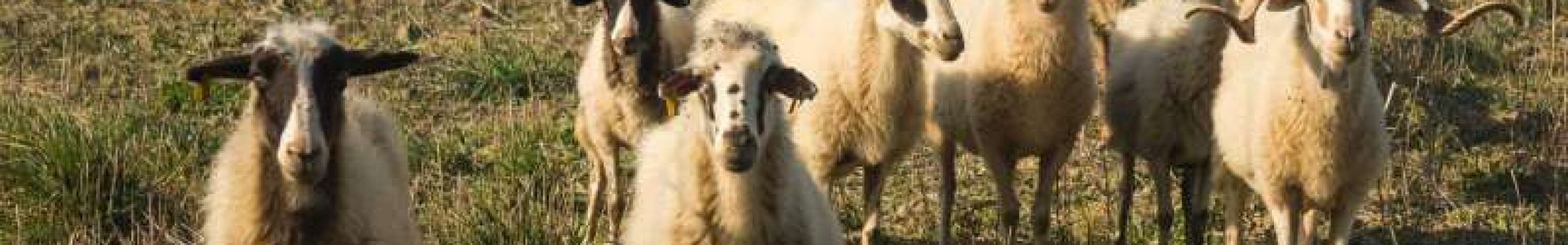 Οδηγίες προς τους κατόχους αιγοπροβάτων και χοίρων