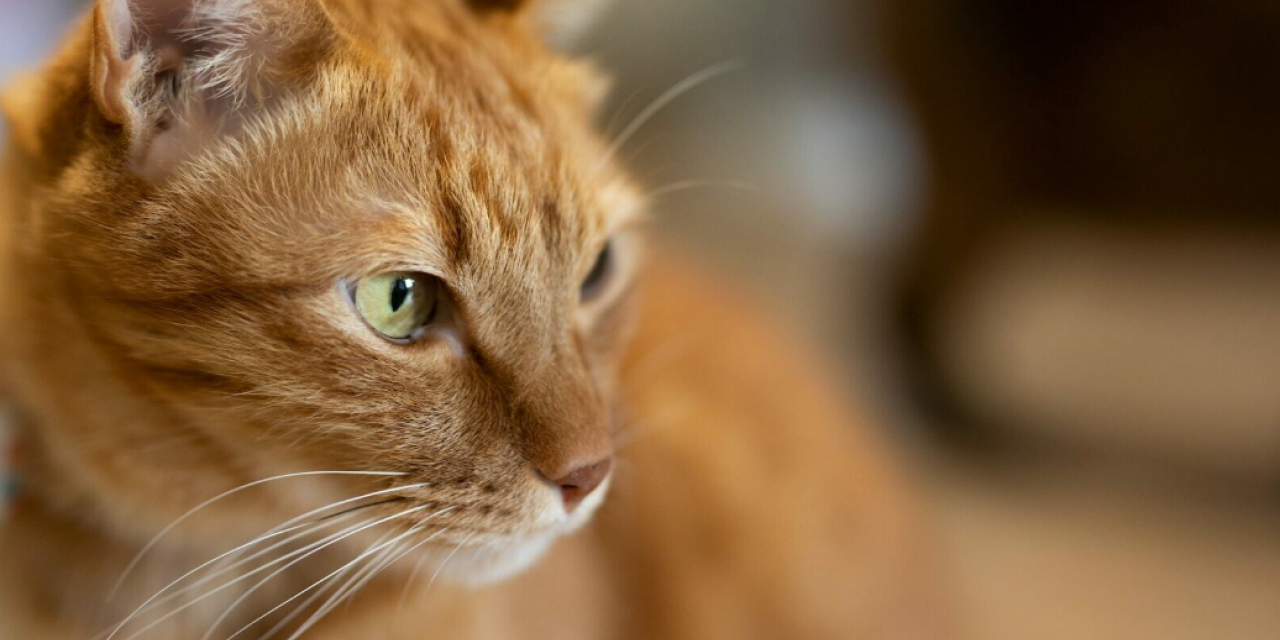 Όλα όσα πρέπει να γνωρίζετε για τις ginger γάτες