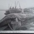 Νεκρή φάλαινα στο Αργοστόλι εν έτη 1958