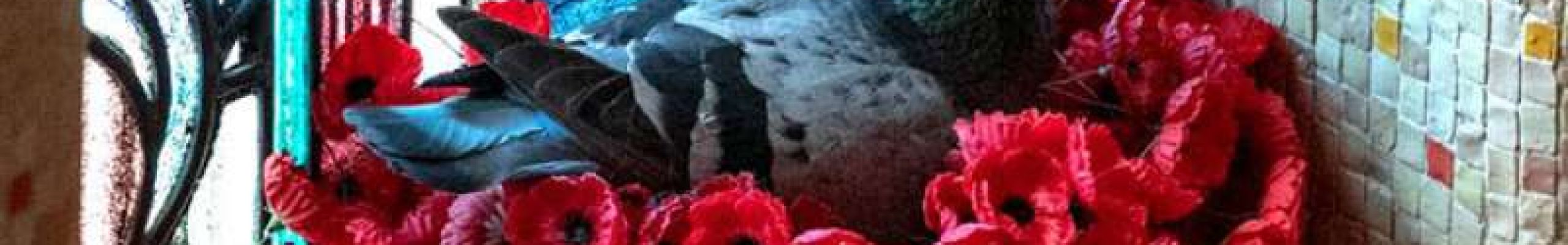 Περιστέρι έφτιαξε φωλιά με παπαρούνες που έκλεψε από τάφο του Αγνώστου Στρατιώτη