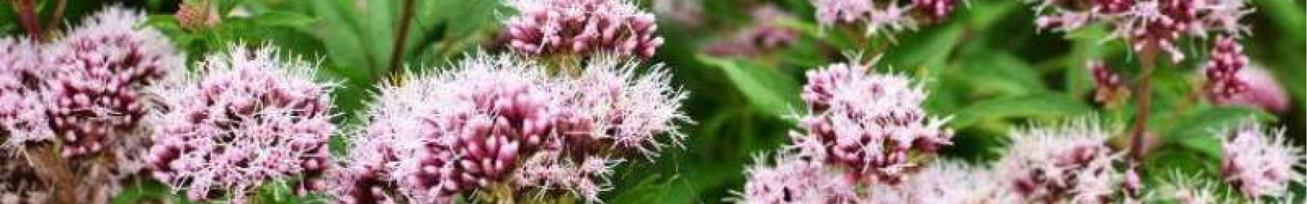 Βαλεριάνα: Ποια είναι τα οφέλη της και ποια η σωστή δοσολογία