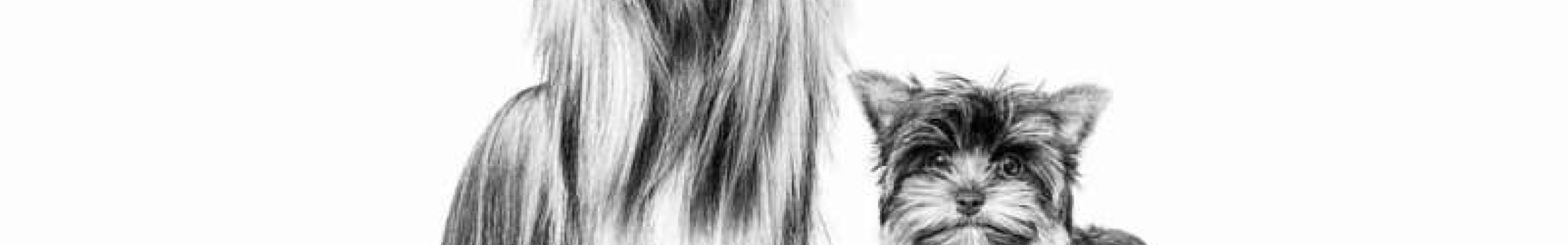 Yorkshire Terrier: Μικρό μέγεθος, μεγάλη προσωπικότητα!
