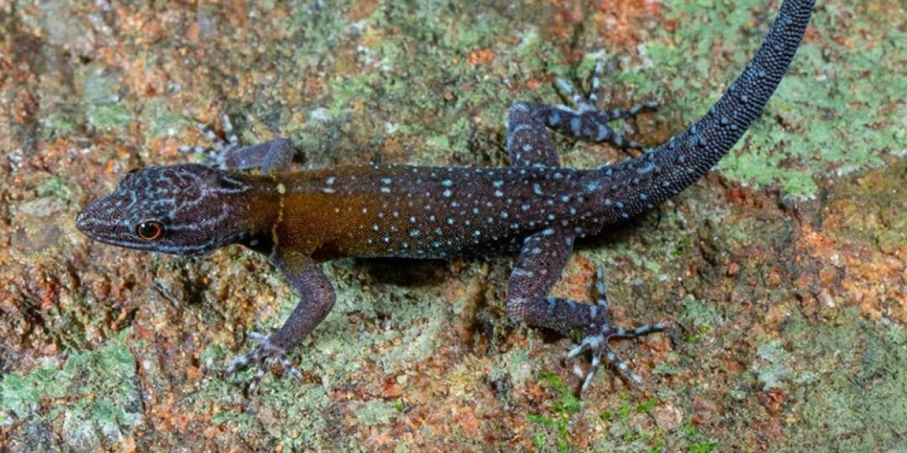 Ανακαλύφθηκε νέο είδος σαύρας gecko και πήρε το όνομά της από τον Van Gogh