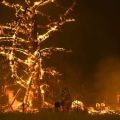 Αυστραλία: 500 εκατομμύρια ζώα έχουν καεί μέχρι σήμερα στις μεγαλύτερες πυρκαγιές των τελευταίων ετών