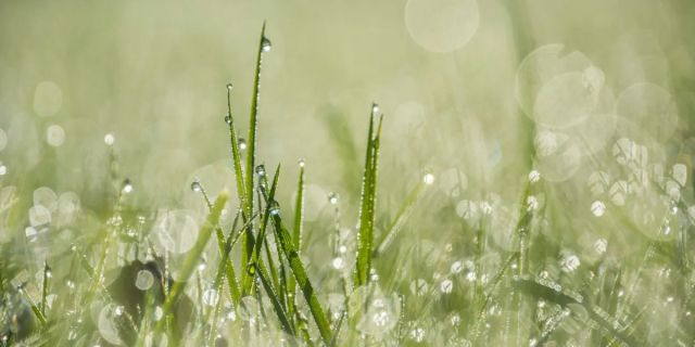 Η κλιματική κρίση αλλάζει ακόμη και τη μυρωδιά του υγρού χώματος μετά τη βροχή