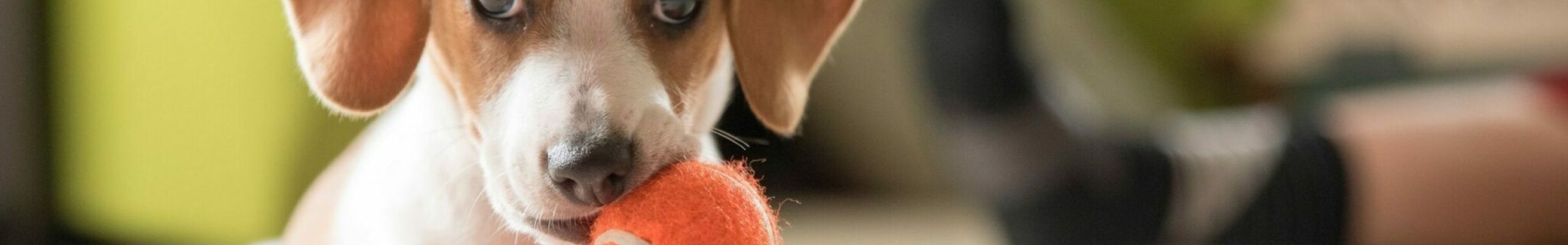 7 πράγματα που ξέρουμε για τα κουτάβια αλλά δεν είναι σωστά