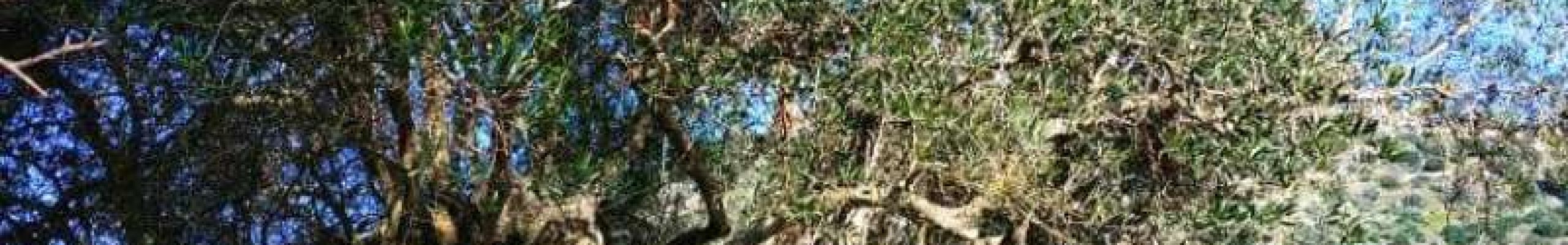 Κάλεσμα πολιτών και φορέων για παροχή πληροφορίων με σκοπό την εύρεση υπεραιωνόβιων ελαιόδεντρων και ελαιώνων σε Κεφαλονιά & Ιθάκη