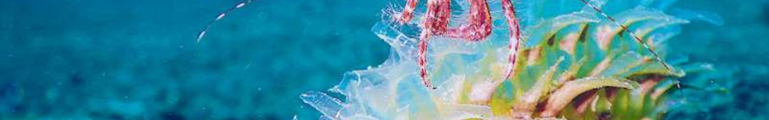 Μεσόγειος: Οι έξι πληγές που προκαλεί η κλιματική κρίση