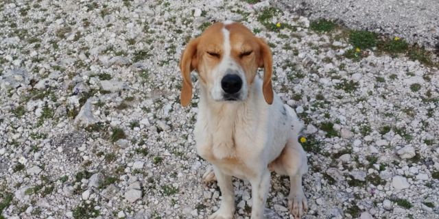 Δήμος Σάμης: Εγκαταλελειμμένο σκυλάκι στην στροφή για Αίνο