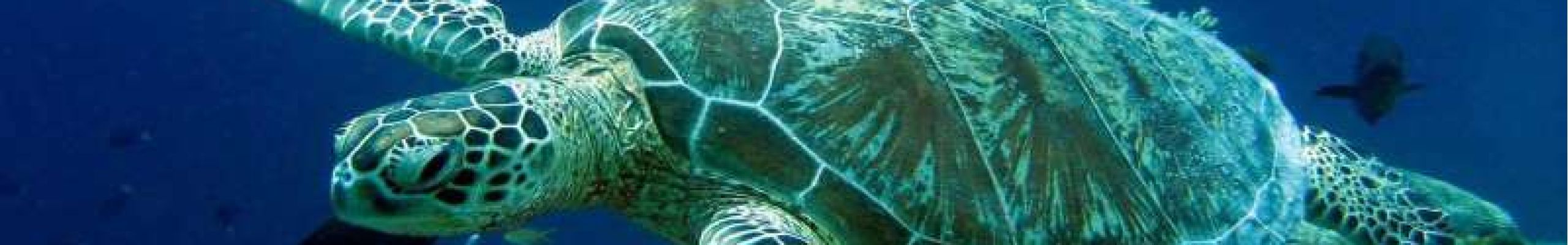 Υπάρχει λόγος που οι θαλάσσιες χελώνες τρώνε το πλαστικό των ωκεανών
