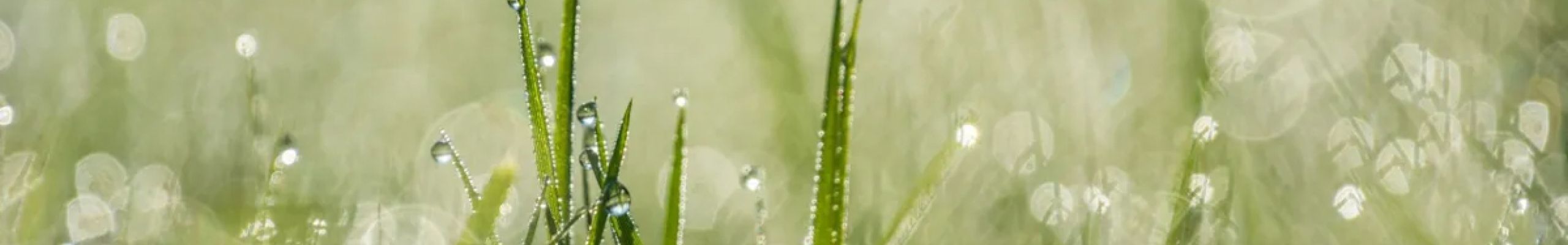 Η κλιματική κρίση αλλάζει ακόμη και τη μυρωδιά του υγρού χώματος μετά τη βροχή