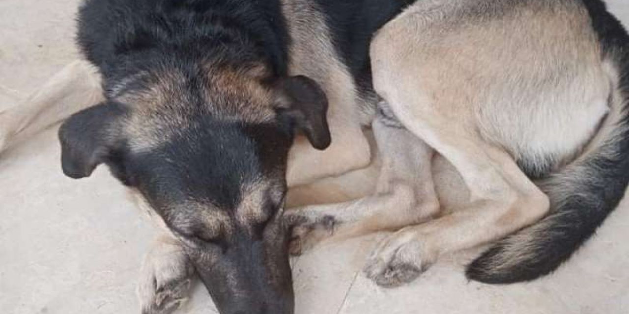 Ο Μέρφι ένα υπάκουο και φιλικό σκυλάκι ψάχνει σπίτι!