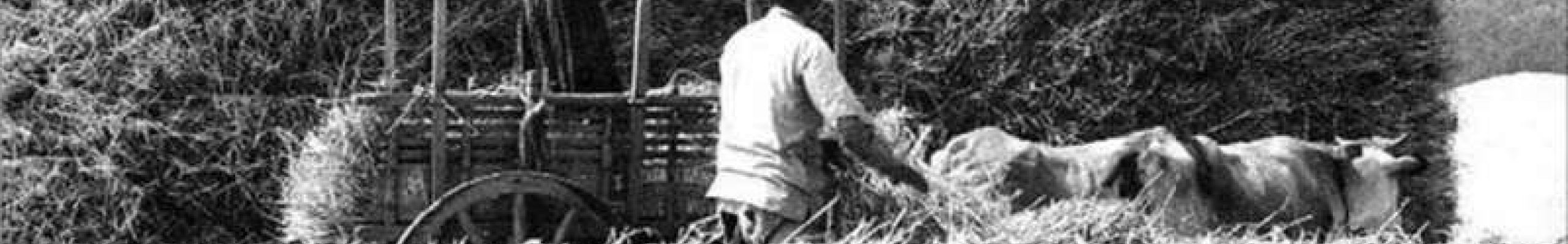 Ο ΘΕΡΙΣΜΟΣ και το ΑΛΩΝΙΣΜΑ το 1960