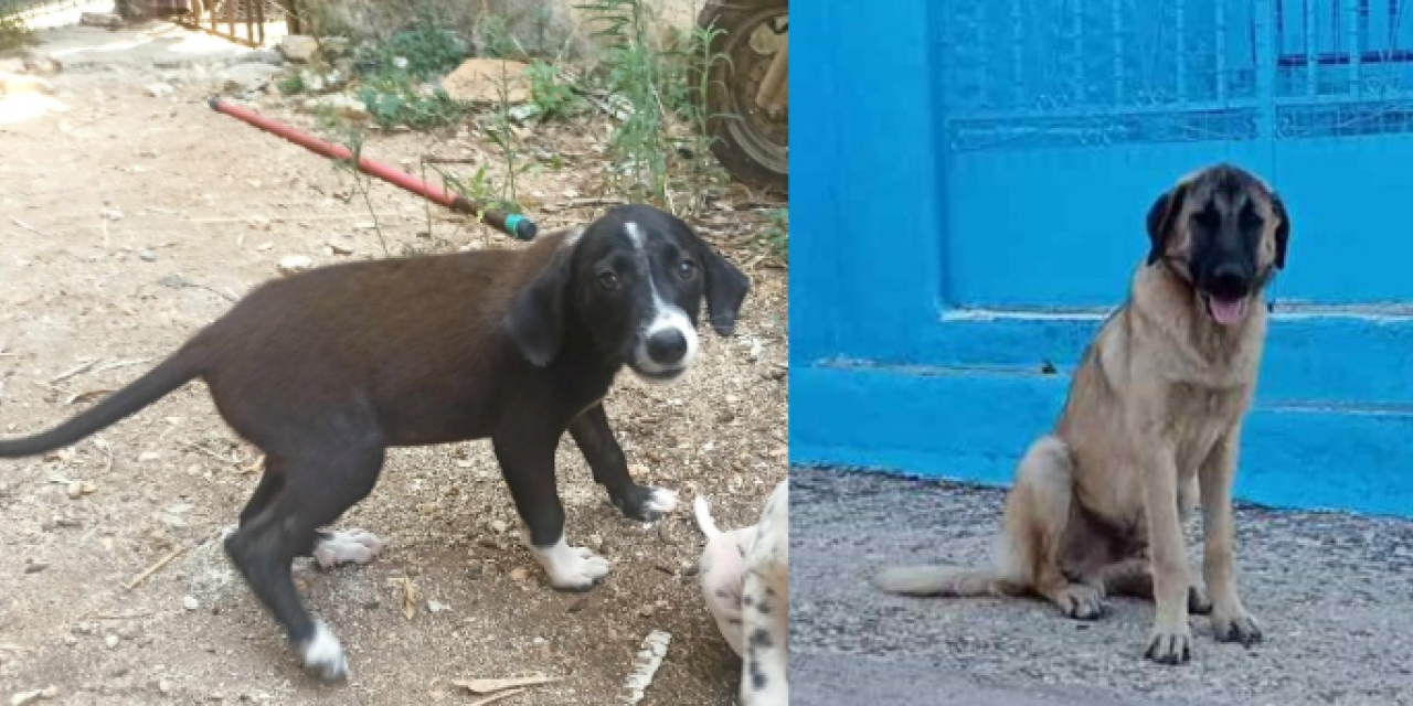 Δήμος Σάμης: Σκυλάκια αναζητούν σπίτι για φιλοξενία