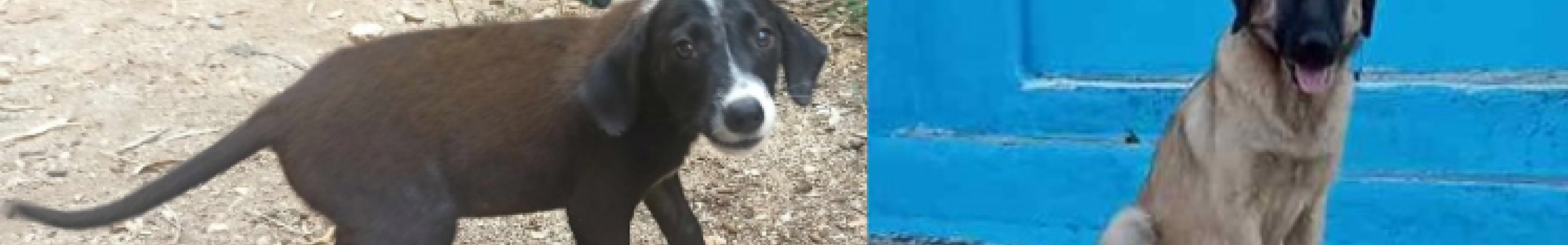 Δήμος Σάμης: Σκυλάκια αναζητούν σπίτι για φιλοξενία