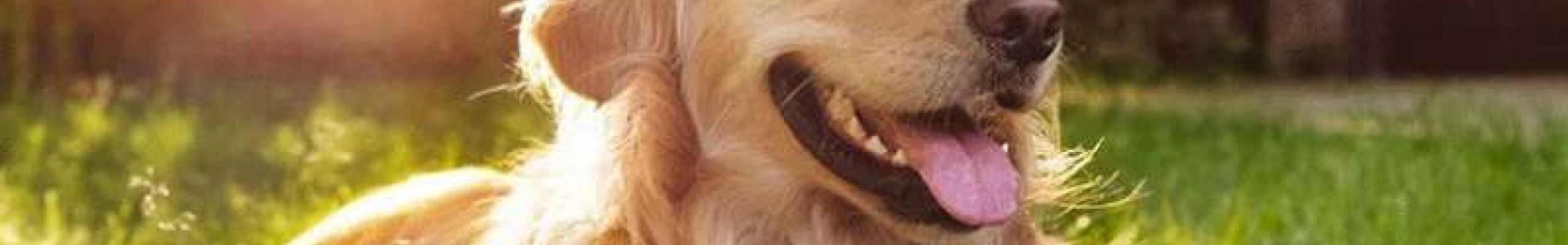 Σε αυτούς τους αβέβαιους καιρούς ας στραφούμε στην ατέλειωτη αγάπη που μας προσφέρουν τα ζώα