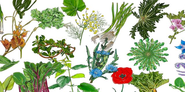 Εκπαιδευτική και περιβαλλοντική δράση στην Κεφαλονιά, με τίτλο: «Βρώσιμα άγρια χόρτα των Ιονίων Νήσων»