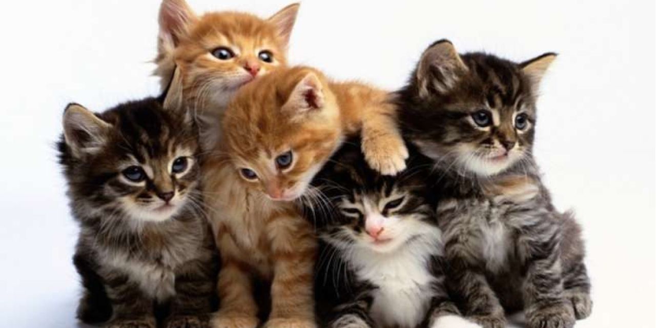 Γιατί «εξαφανίζονται» συστηματικά οι γάτες στον Αγκώνα;