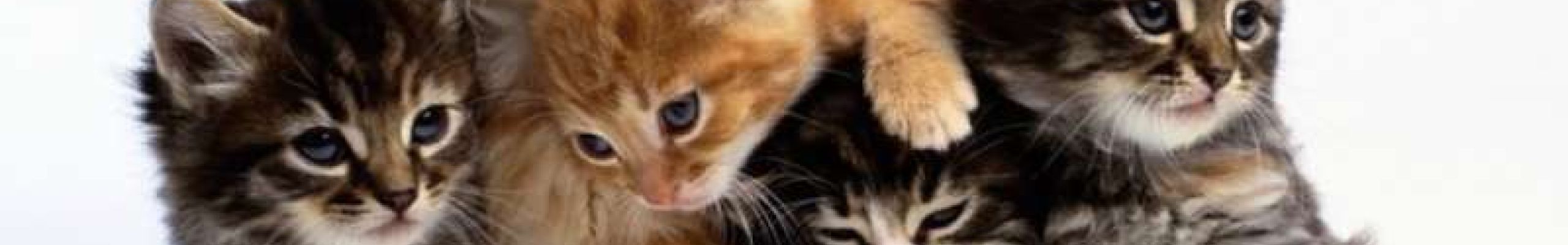 Γιατί «εξαφανίζονται» συστηματικά οι γάτες στον Αγκώνα;