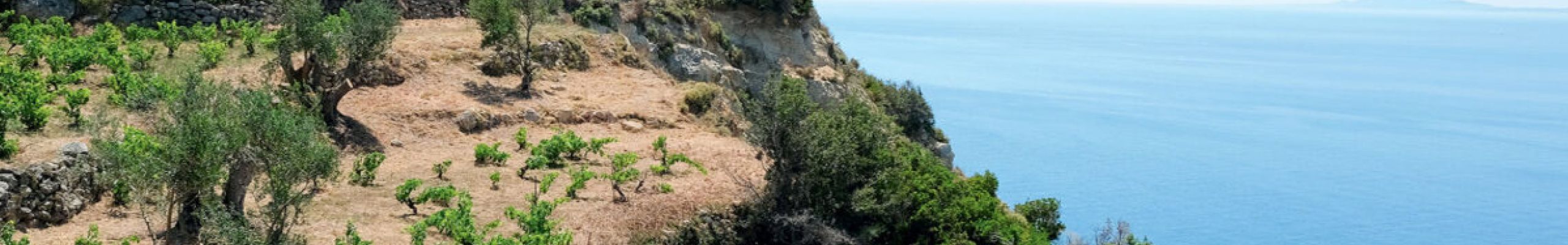 Ρομπόλα, Βοστιλίδι ή Μαυροδάφνη; Γνωριμία με τον υπερήφανο αμπελώνα της Κεφαλονιάς