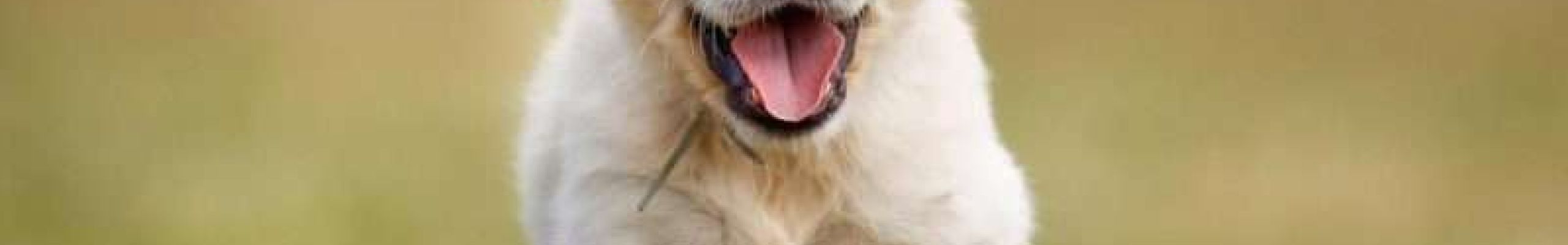 DogTV: Στον «αέρα» ένα κανάλι μόνο για σκυλιά