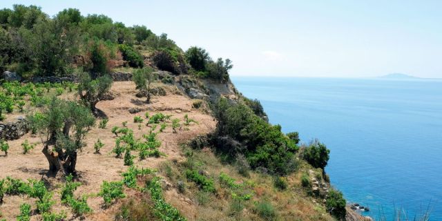 Ρομπόλα, Βοστιλίδι ή Μαυροδάφνη; Γνωριμία με τον υπερήφανο αμπελώνα της Κεφαλονιάς