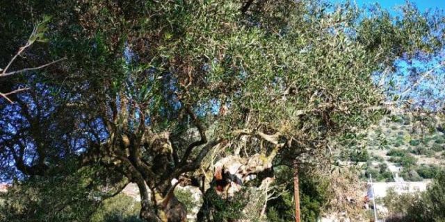 Κάλεσμα πολιτών και φορέων για παροχή πληροφορίων με σκοπό την εύρεση υπεραιωνόβιων ελαιόδεντρων και ελαιώνων σε Κεφαλονιά & Ιθάκη