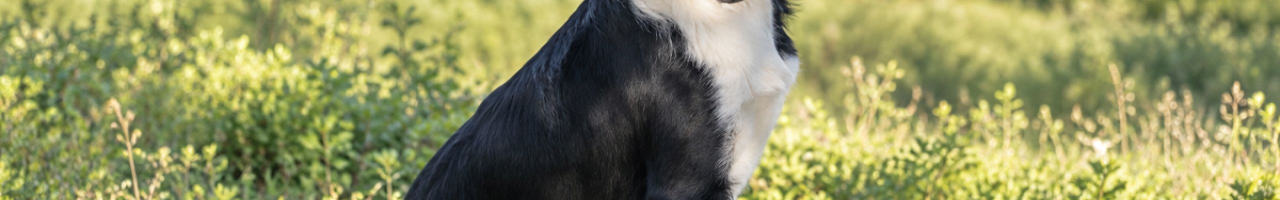 Γνωρίστε τον Rifis – Ένας υπέροχος σκυλάκος αναζητά το παντοτινό του σπίτι