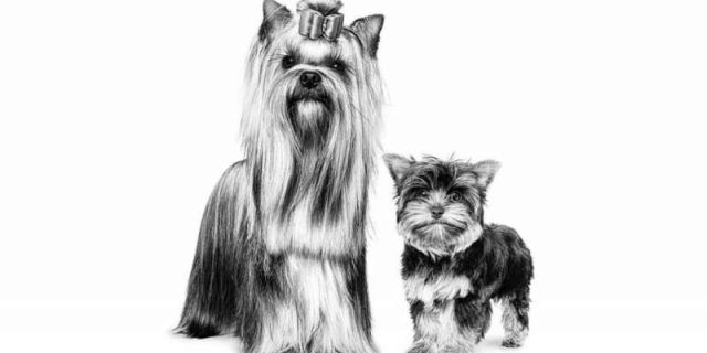 Yorkshire Terrier: Μικρό μέγεθος, μεγάλη προσωπικότητα!